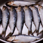 海鲫鱼,海洋中的淡水珍稀鱼类，营养价值与食用价值解析
