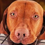 狗为什么不能吃巧克力?,为何宠物犬需远离巧克力