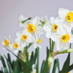 1月开什么花,“一月份花卉品种及盛开景象概述”