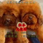 狮子头藏獒,威猛雄狮与忠诚守护者的完美结合